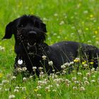 Riesenschnauzer auf der Wiese