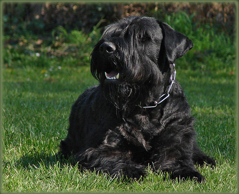 Riesenschnauzer beim Sonnenbad