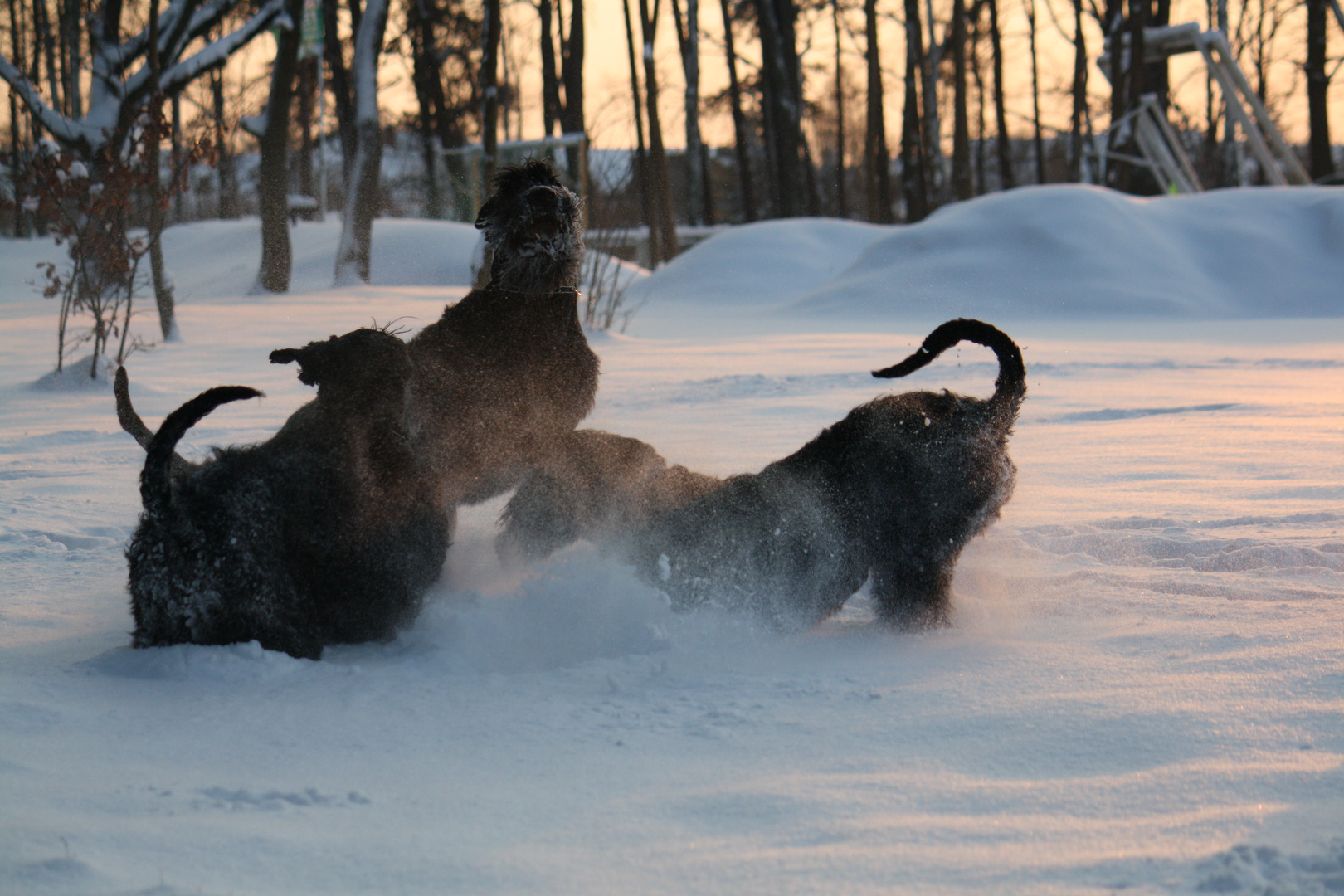 Riesenschnauzer BLACKMOORE