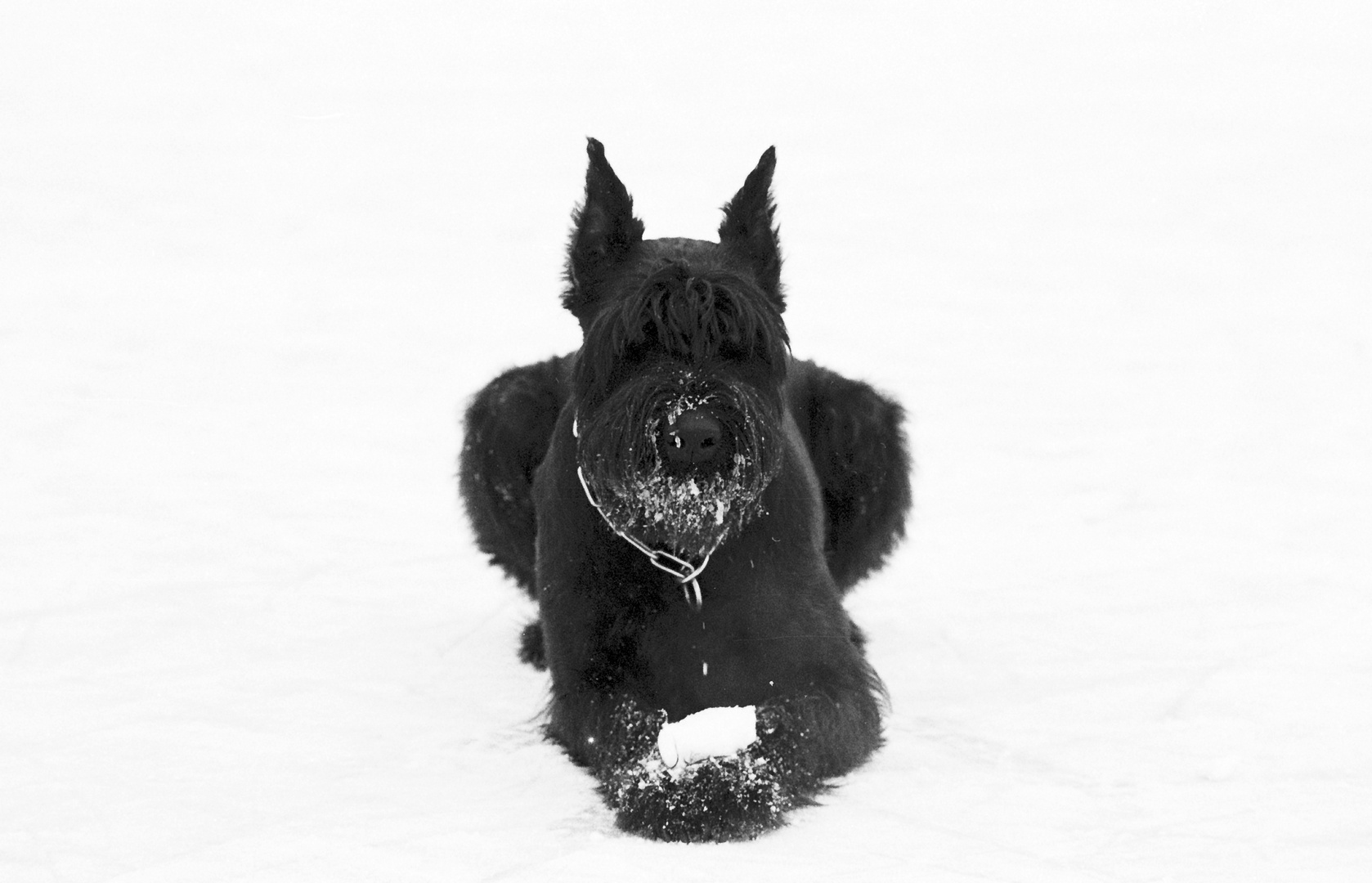 Riesenschnauzer im Schnee