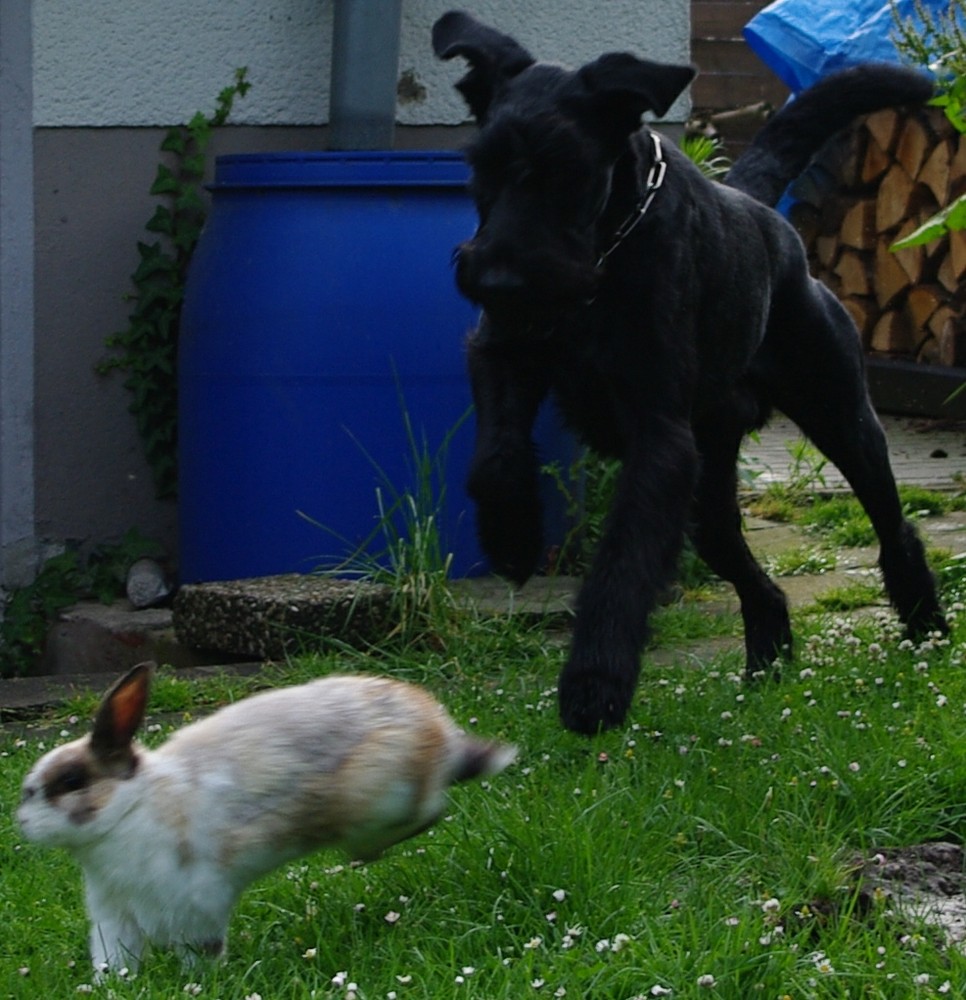 Riesenschnauzer möchte nur spielen-bestimmt