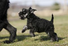 Riesenschnauzer und Zwergschnauzer