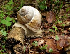 Riesenschnecke...