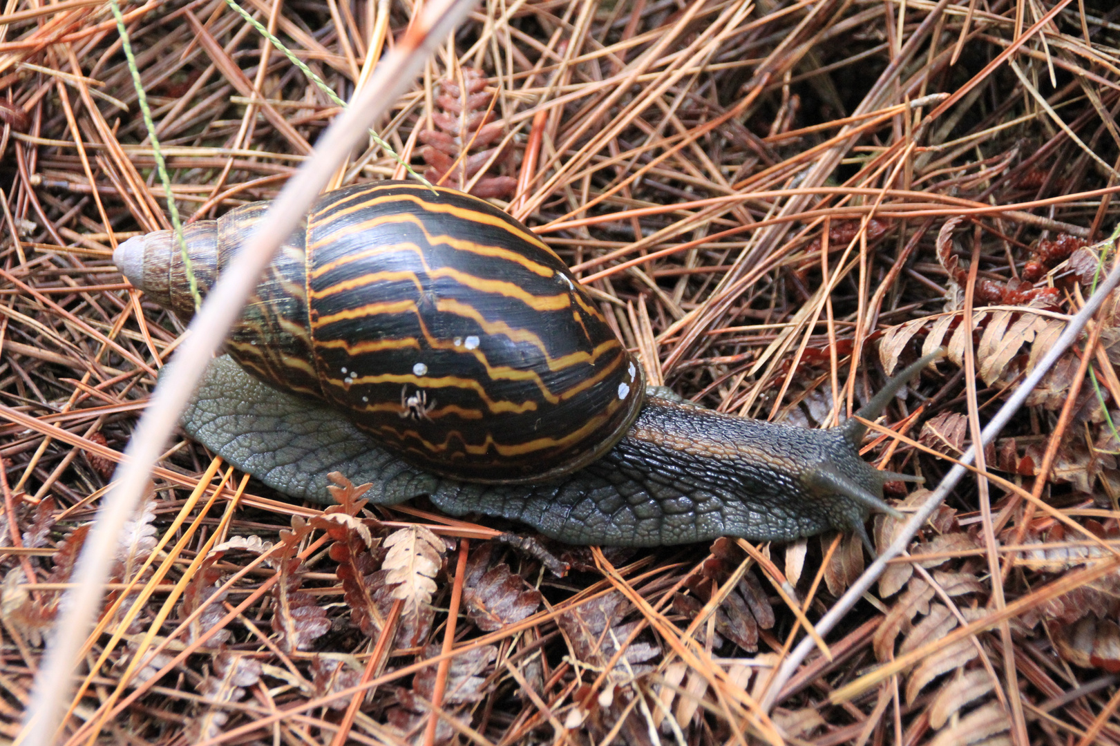 Riesenschnecke (IMG_2853)