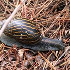 Riesenschnecke (IMG_2853)