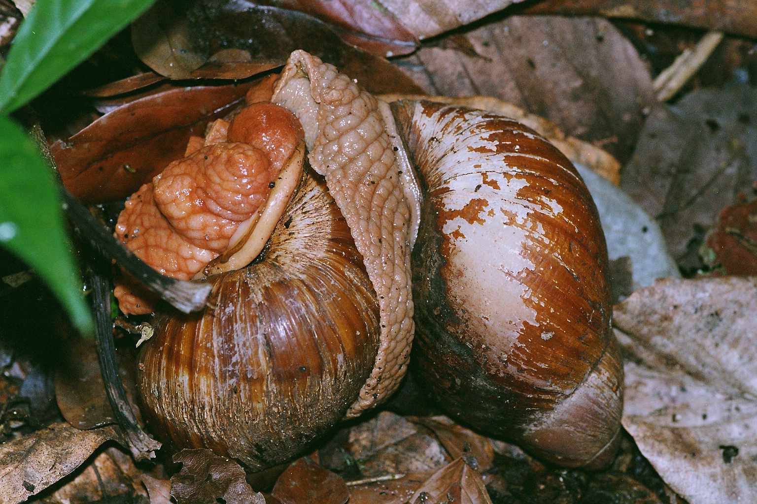 Riesenschnecken im Regenwald von Peru