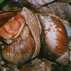 Riesenschnecken im Regenwald von Peru