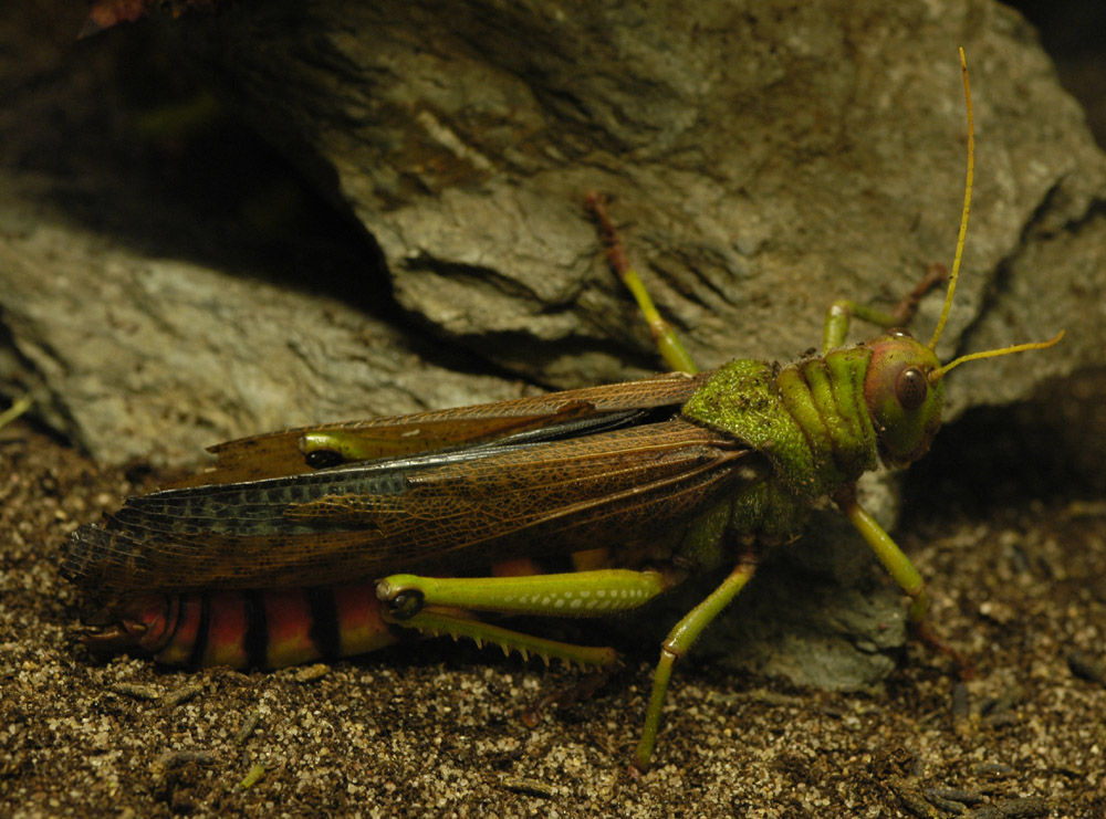 Riesenschrecke (Zoo Köln)