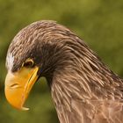 Riesenseeadler 002