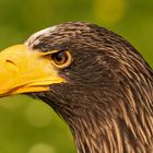 Riesenseeadler 004