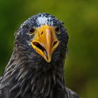 Riesenseeadler 005