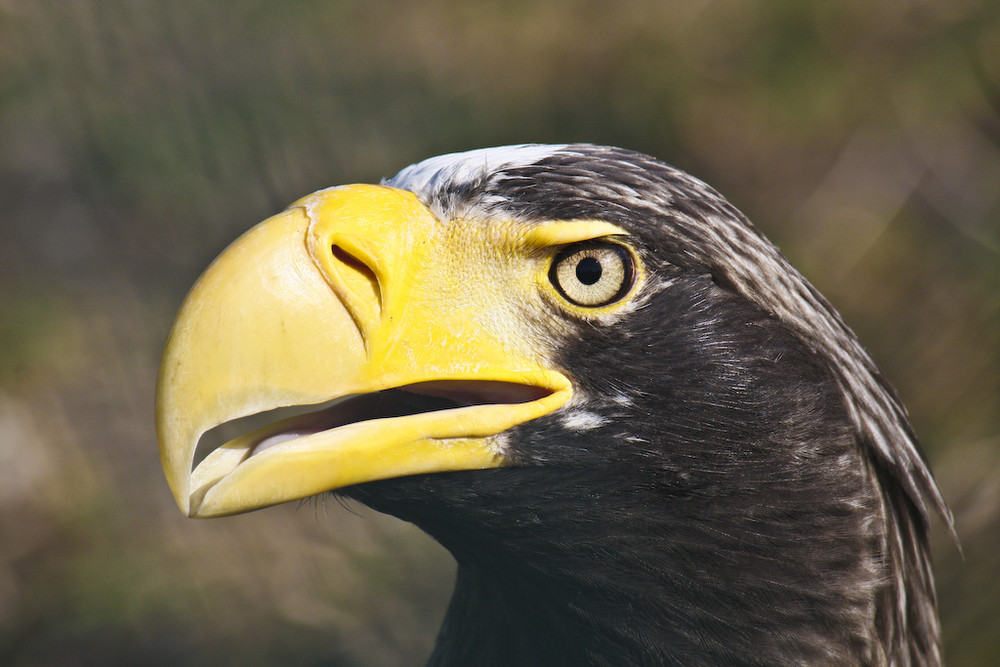 Riesenseeadler