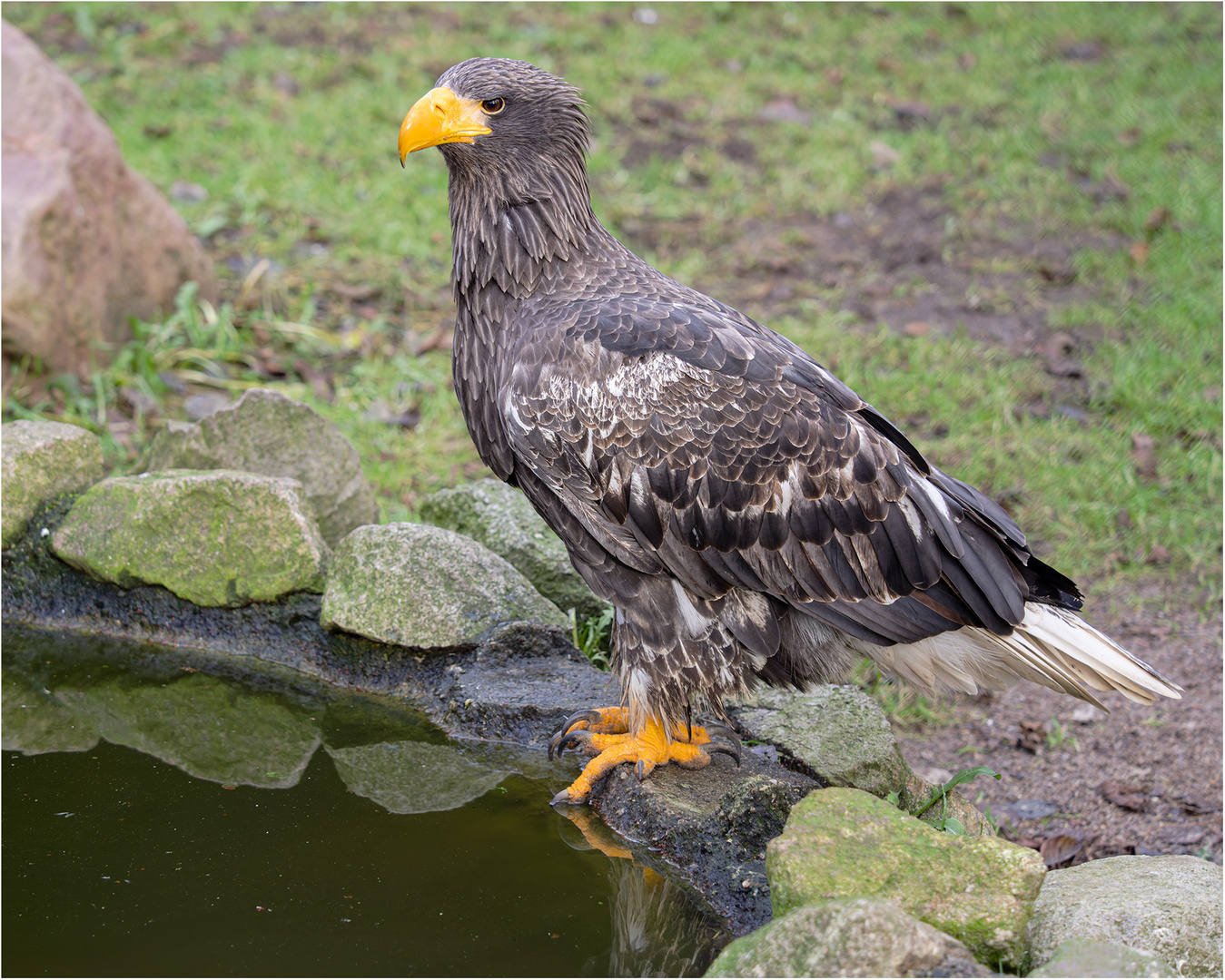 Riesenseeadler