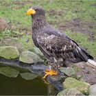 Riesenseeadler