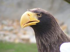 Riesenseeadler