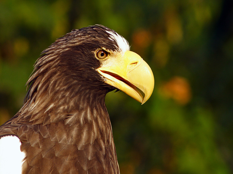 Riesenseeadler