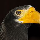 Riesenseeadler 1