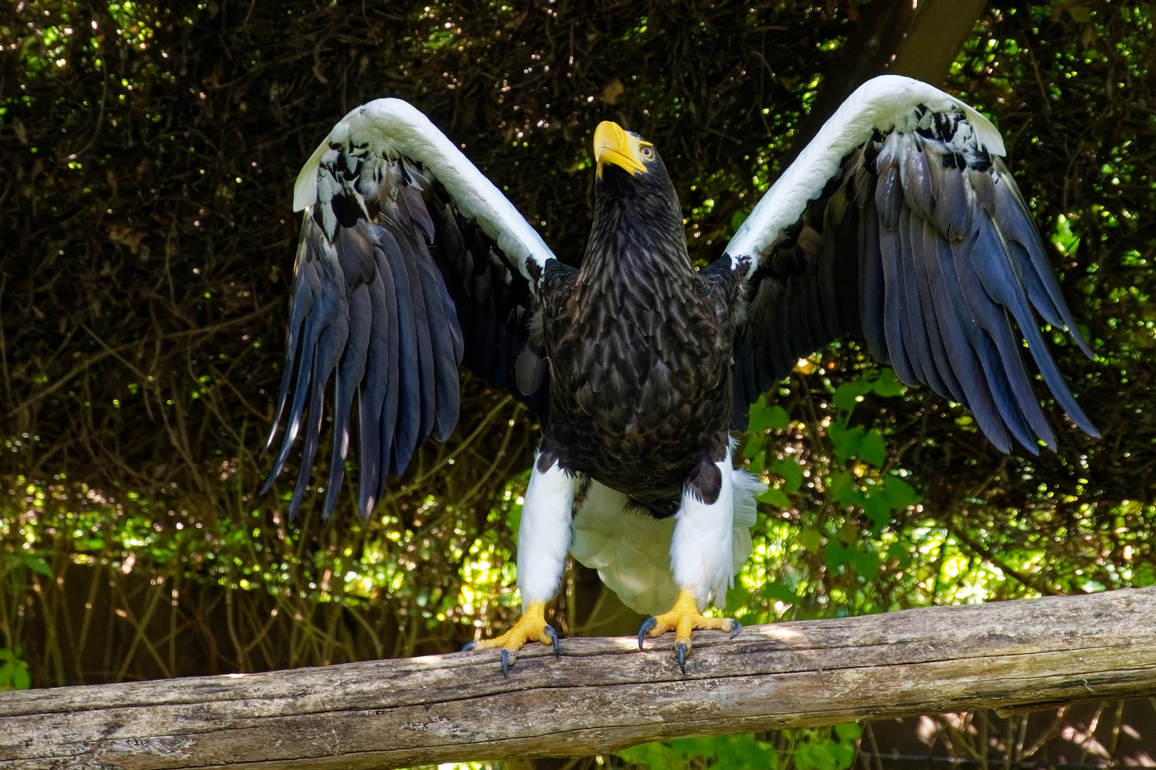 Riesenseeadler