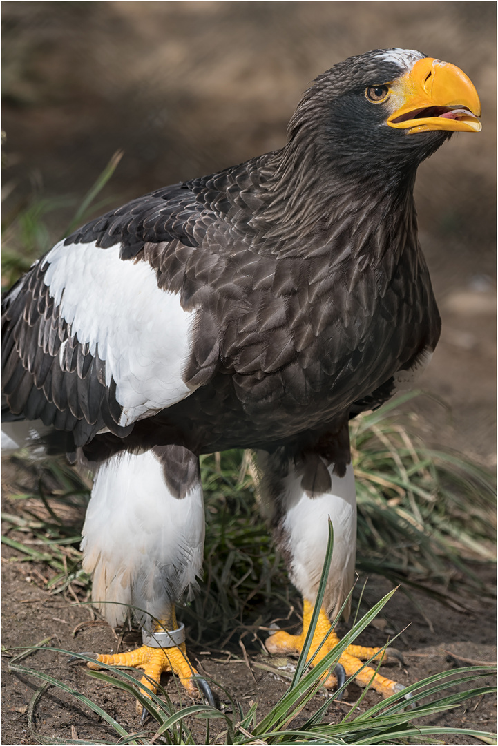 Riesenseeadler