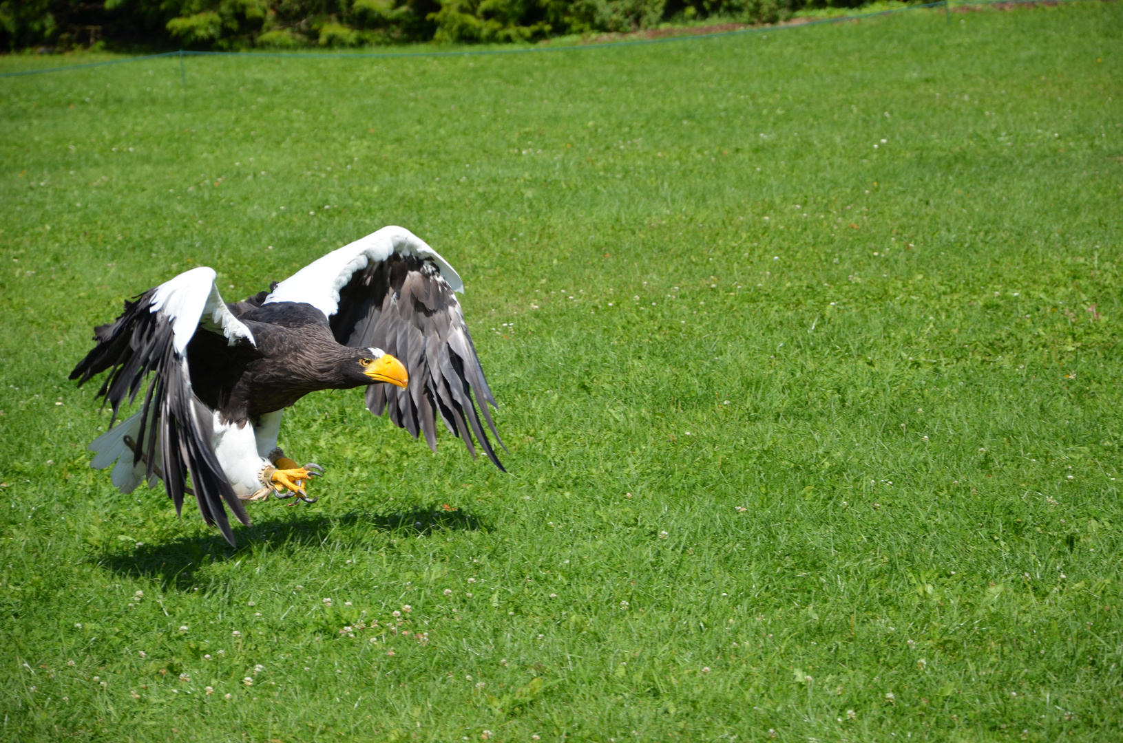 Riesenseeadler