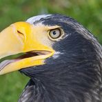 Riesenseeadler 2