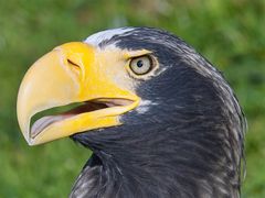 Riesenseeadler 2