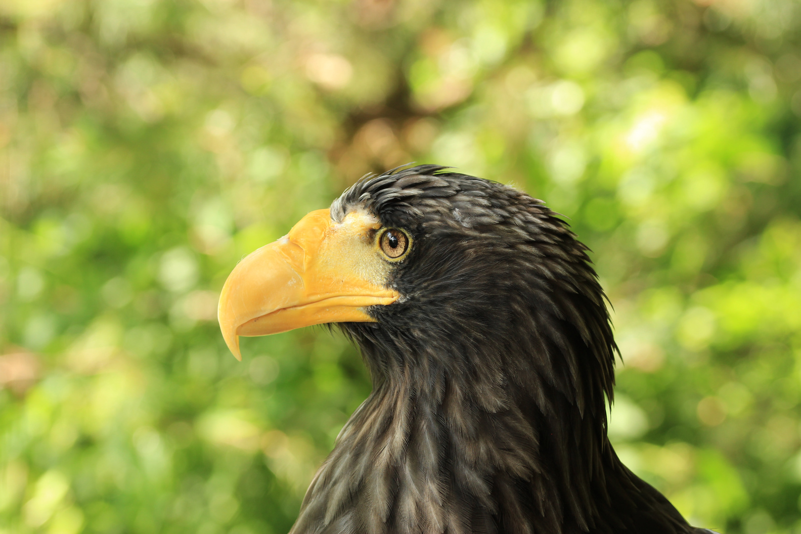 Riesenseeadler 2