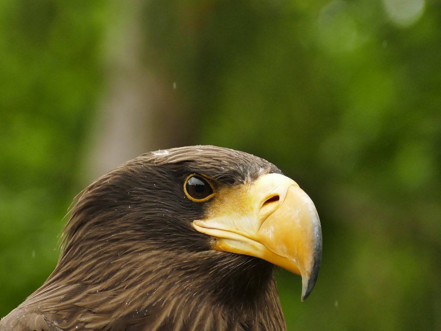 Riesenseeadler