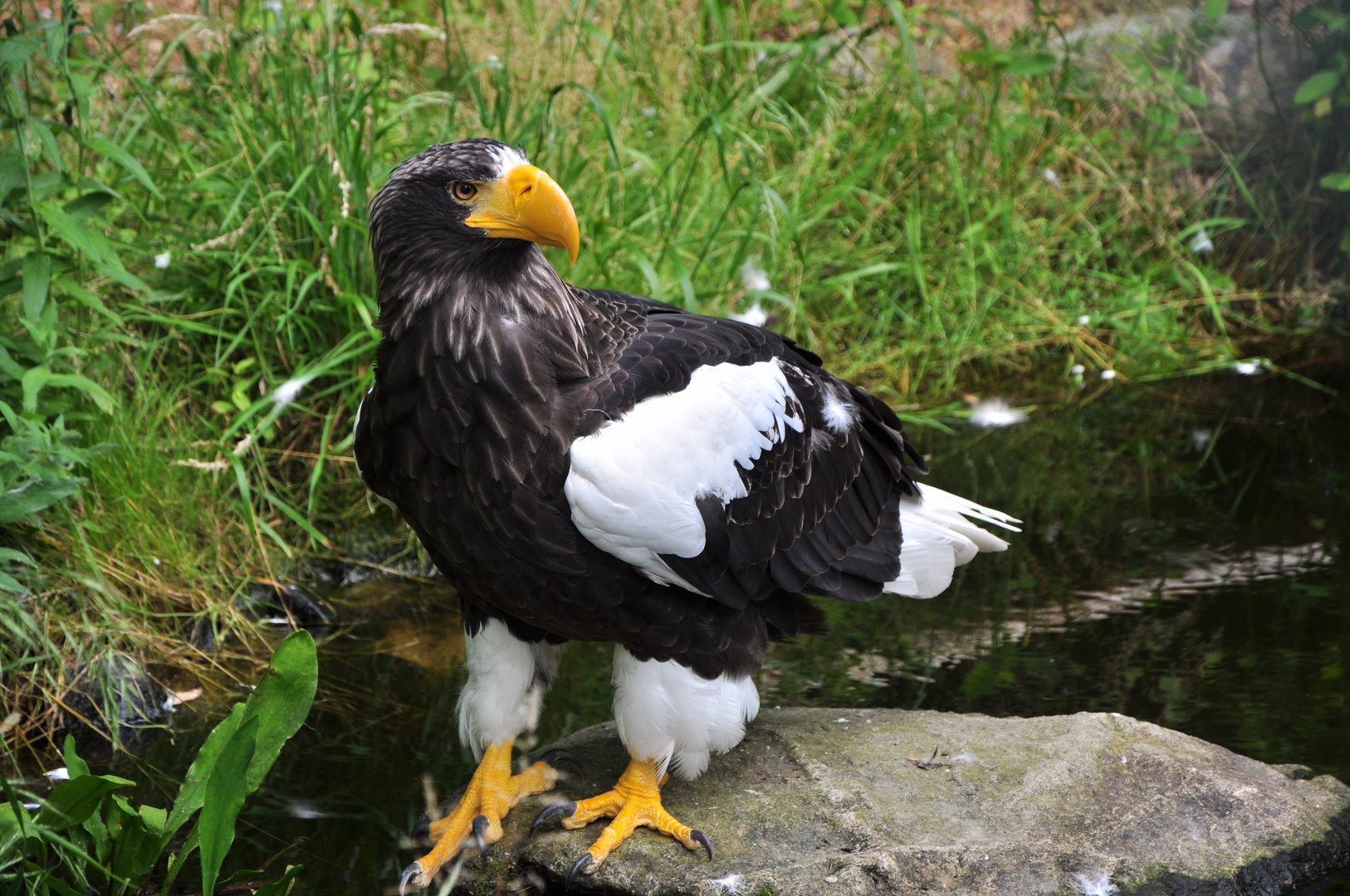 Riesenseeadler