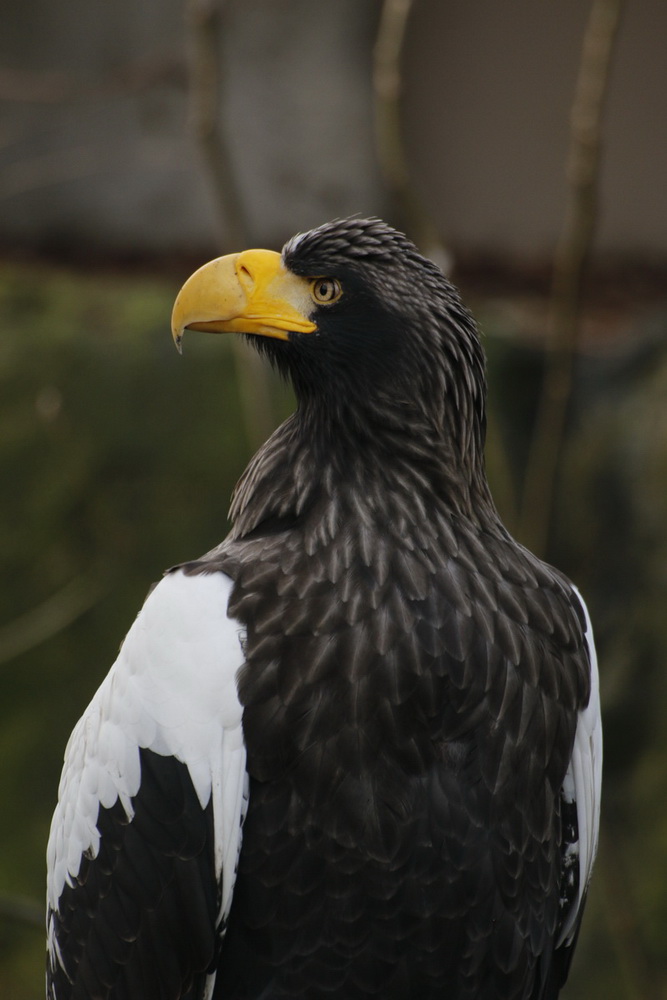 Riesenseeadler