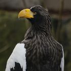 Riesenseeadler