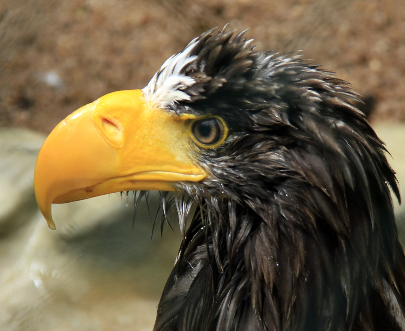 Riesenseeadler