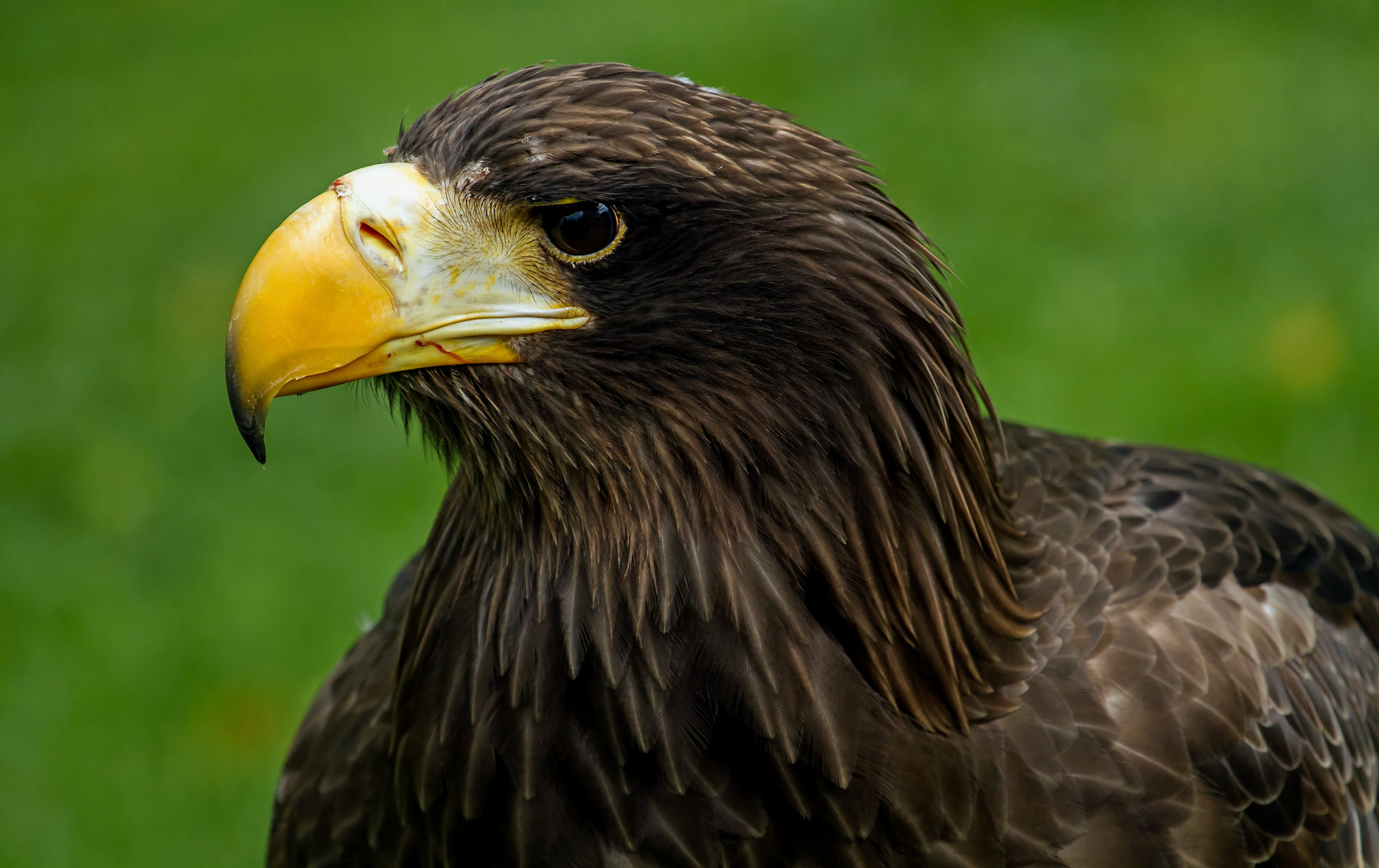 riesenseeadler