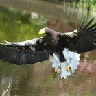 Riesenseeadler