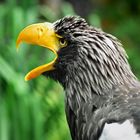 Riesenseeadler