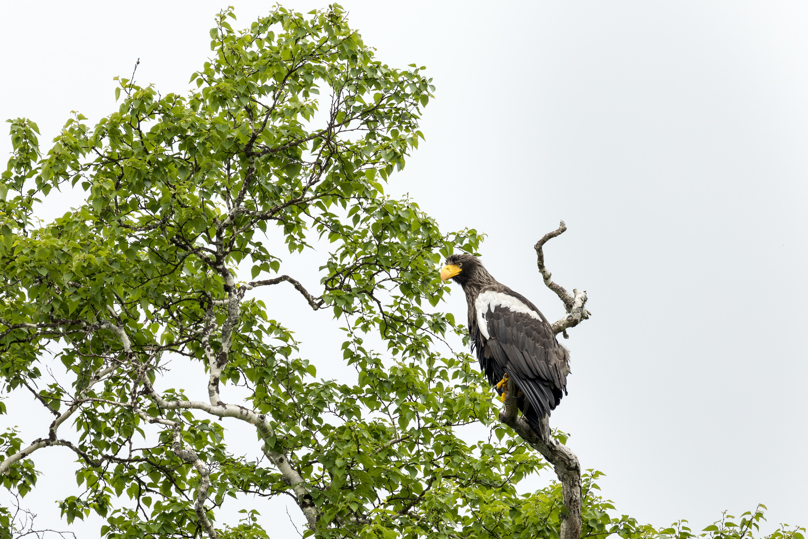 Riesenseeadler ...