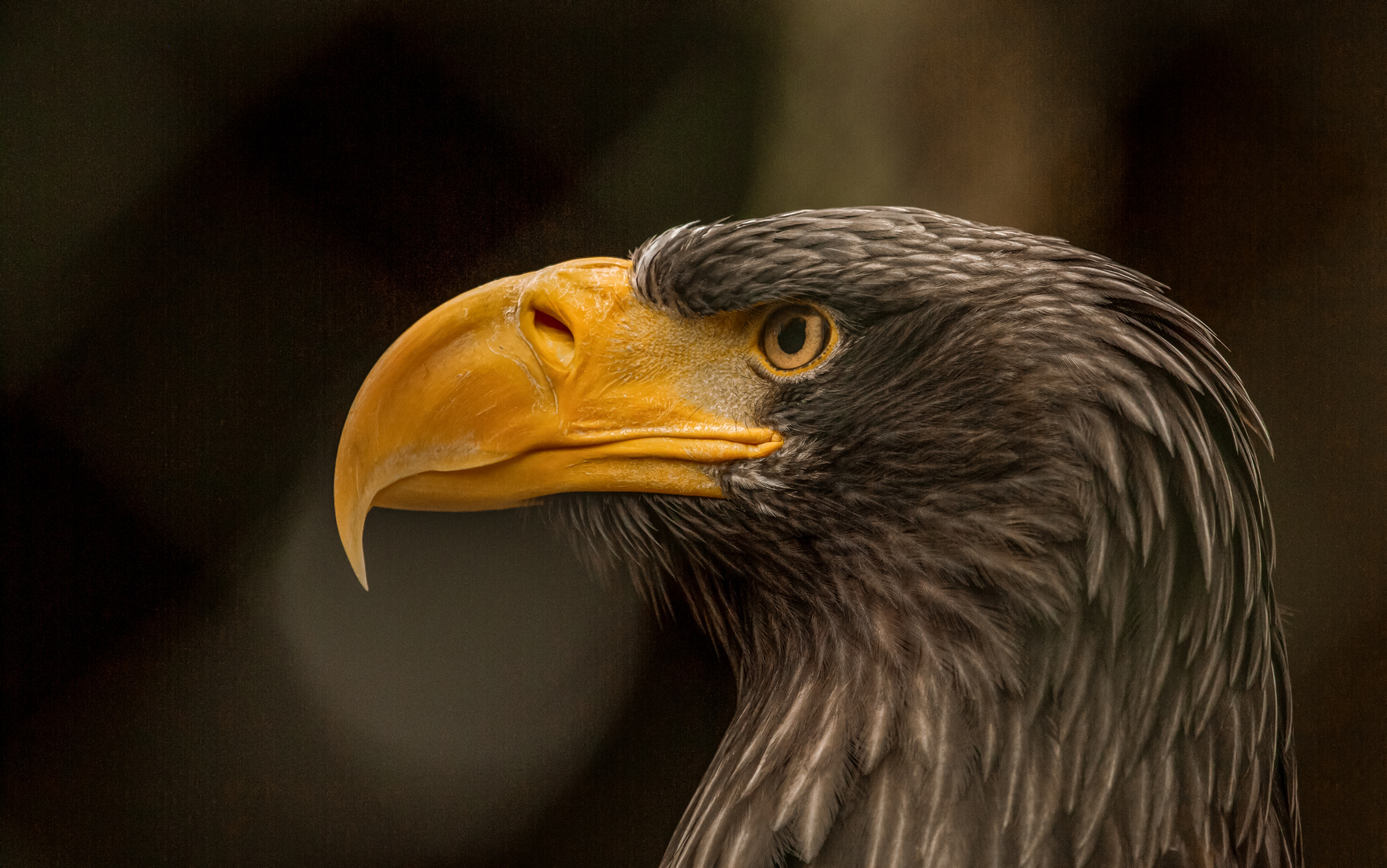 Riesenseeadler ...