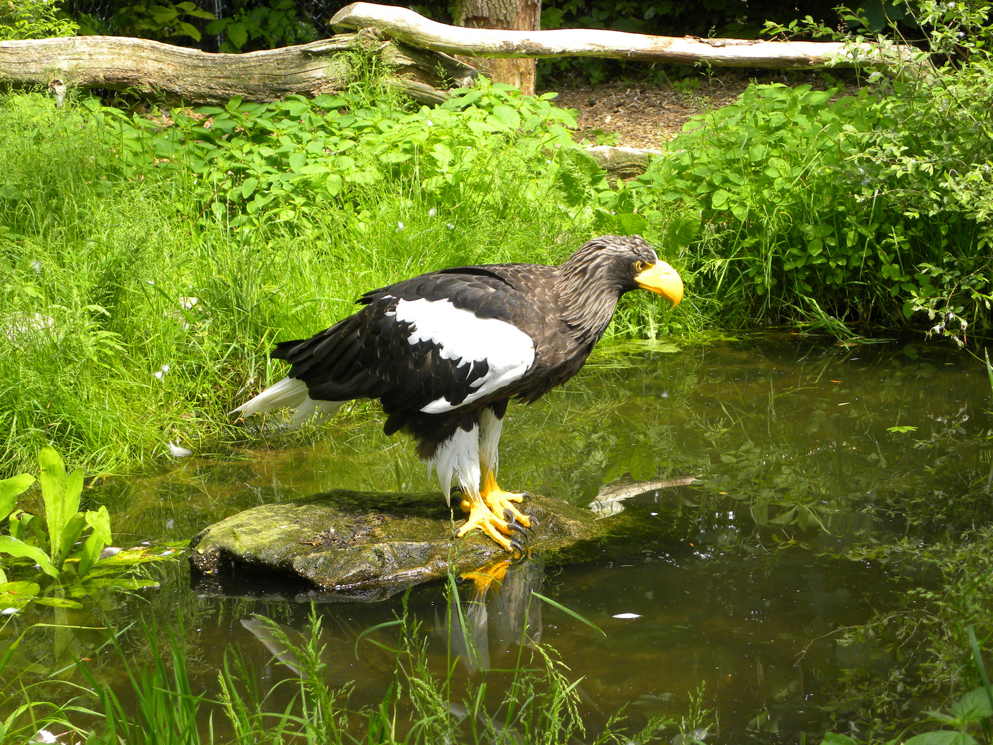 Riesenseeadler