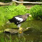 Riesenseeadler