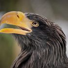 Riesenseeadler 