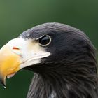 Riesenseeadler