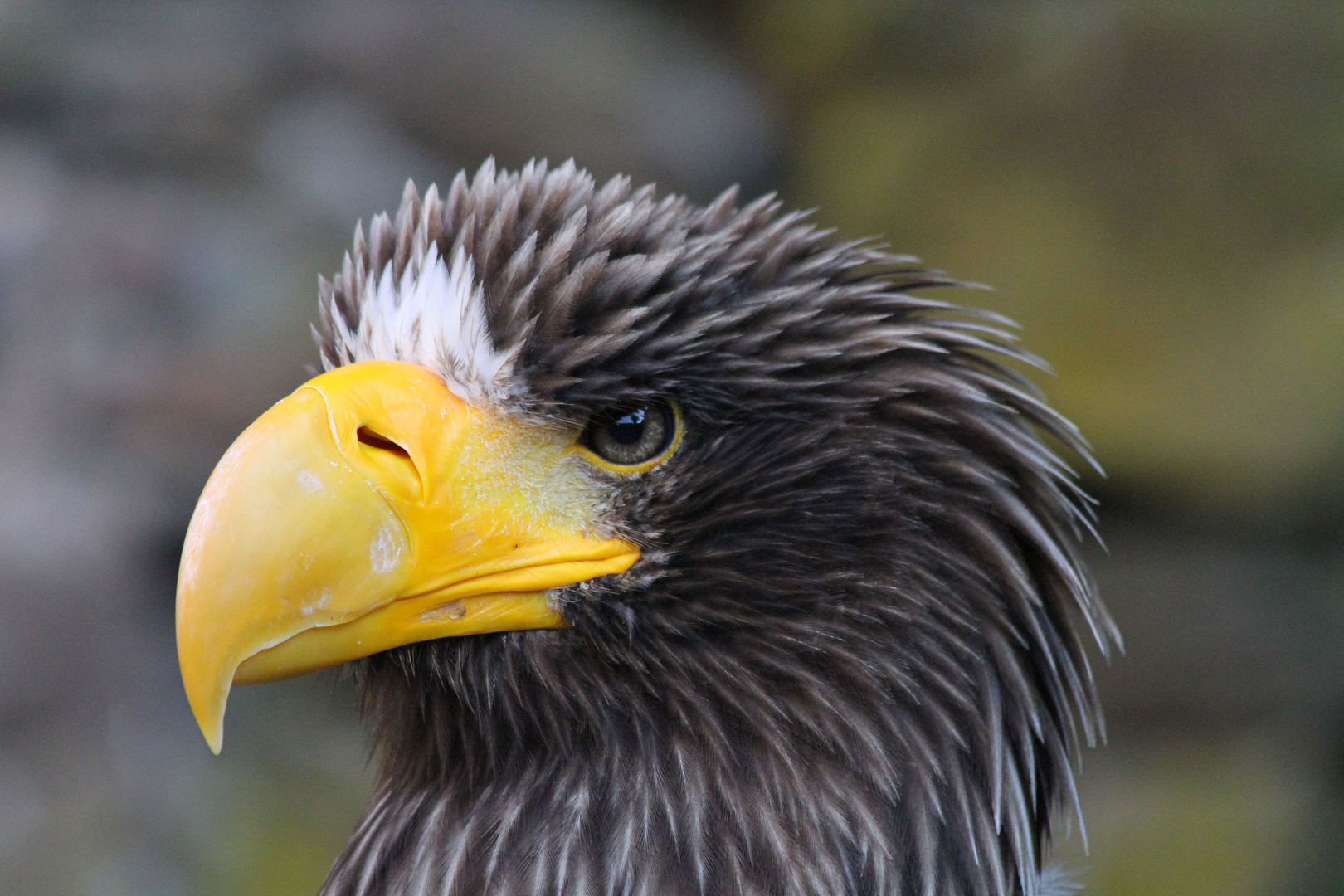 Riesenseeadler