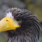 Riesenseeadler