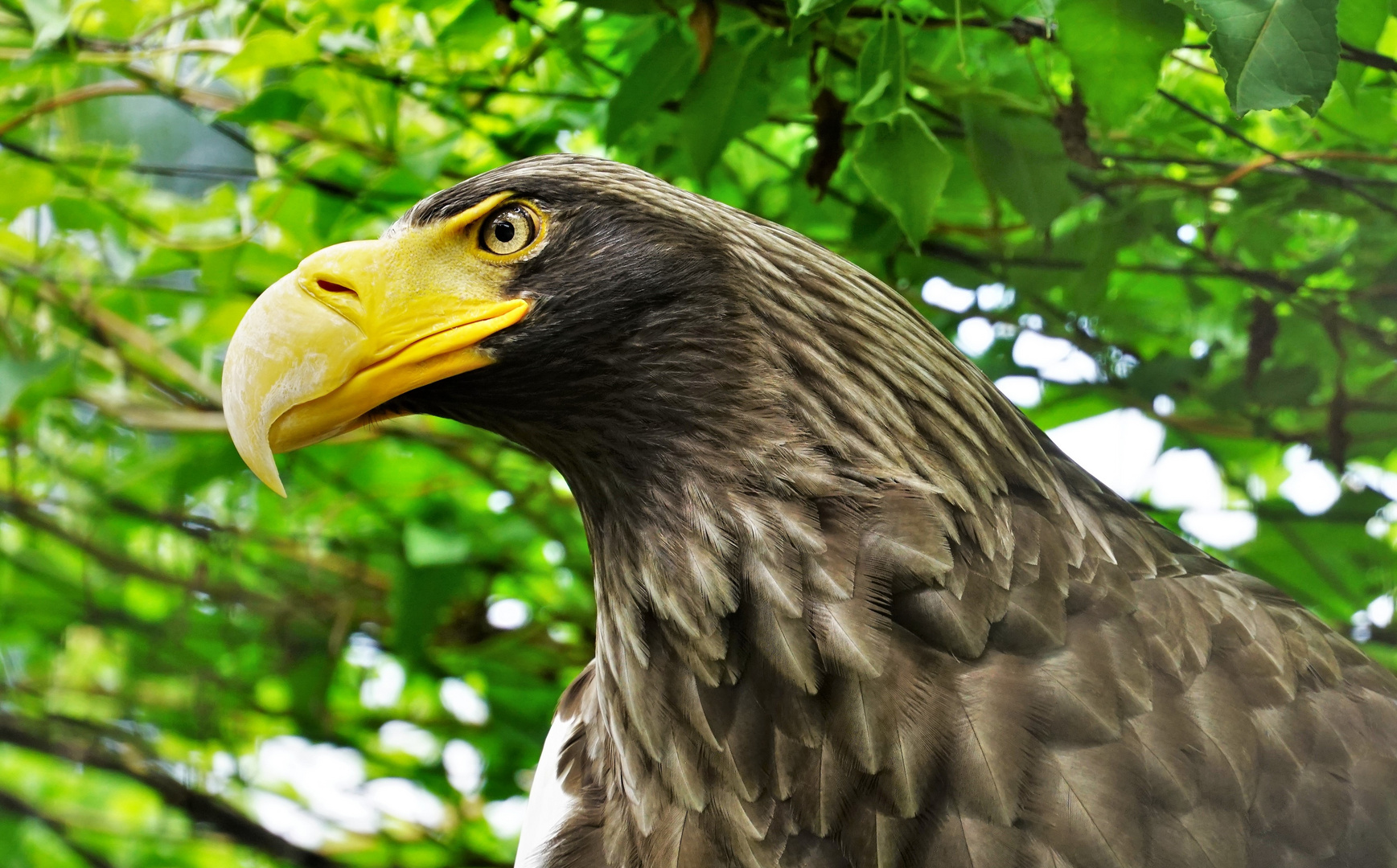 Riesenseeadler