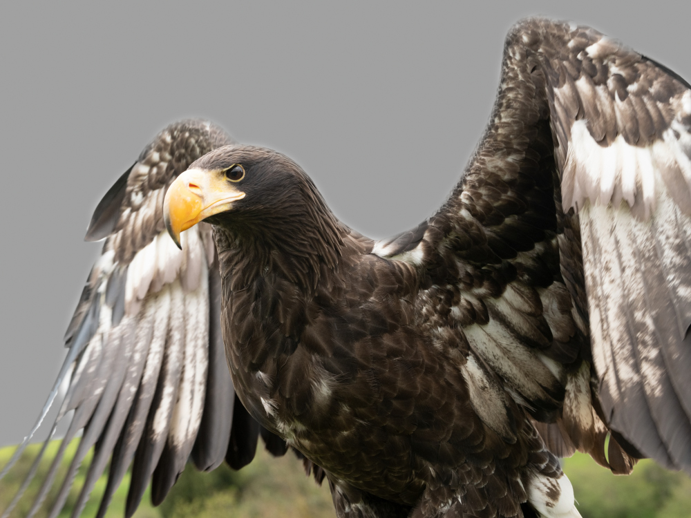 Riesenseeadler