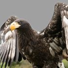 Riesenseeadler