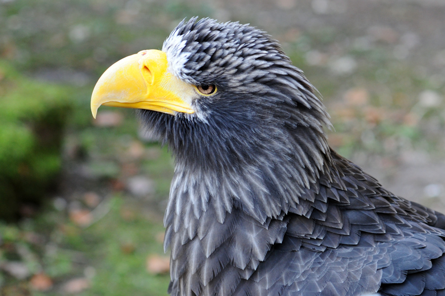 Riesenseeadler