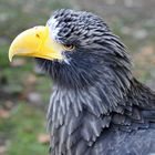 Riesenseeadler