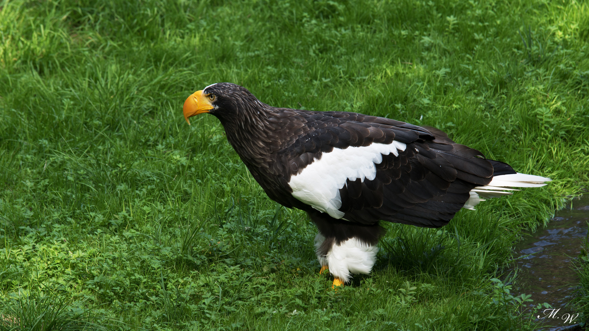 Riesenseeadler