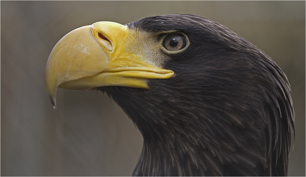 RIESENSEEADLER